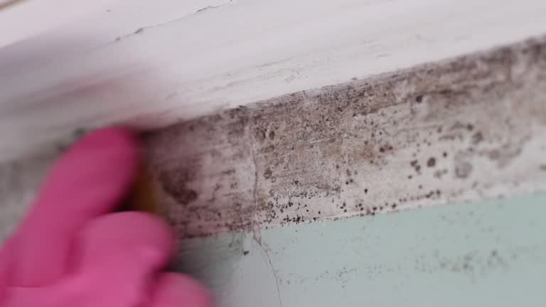 Best Attic Mold Removal  in USA